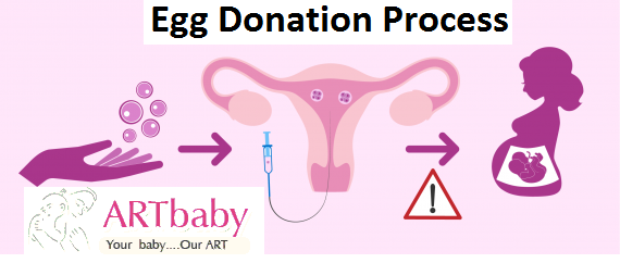 egg donation procedure